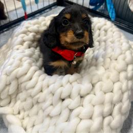 Jet - Black and tan male Dachshund puppy in Bennett, North Carolina from Cherished Dachshunds