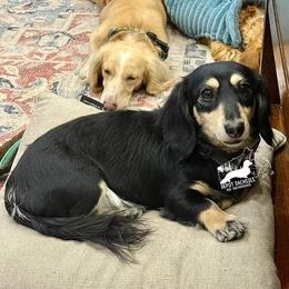 Penny - Dachshund