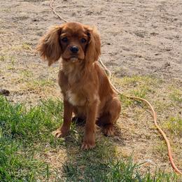 Harper - Cavalier King Charles Spaniel