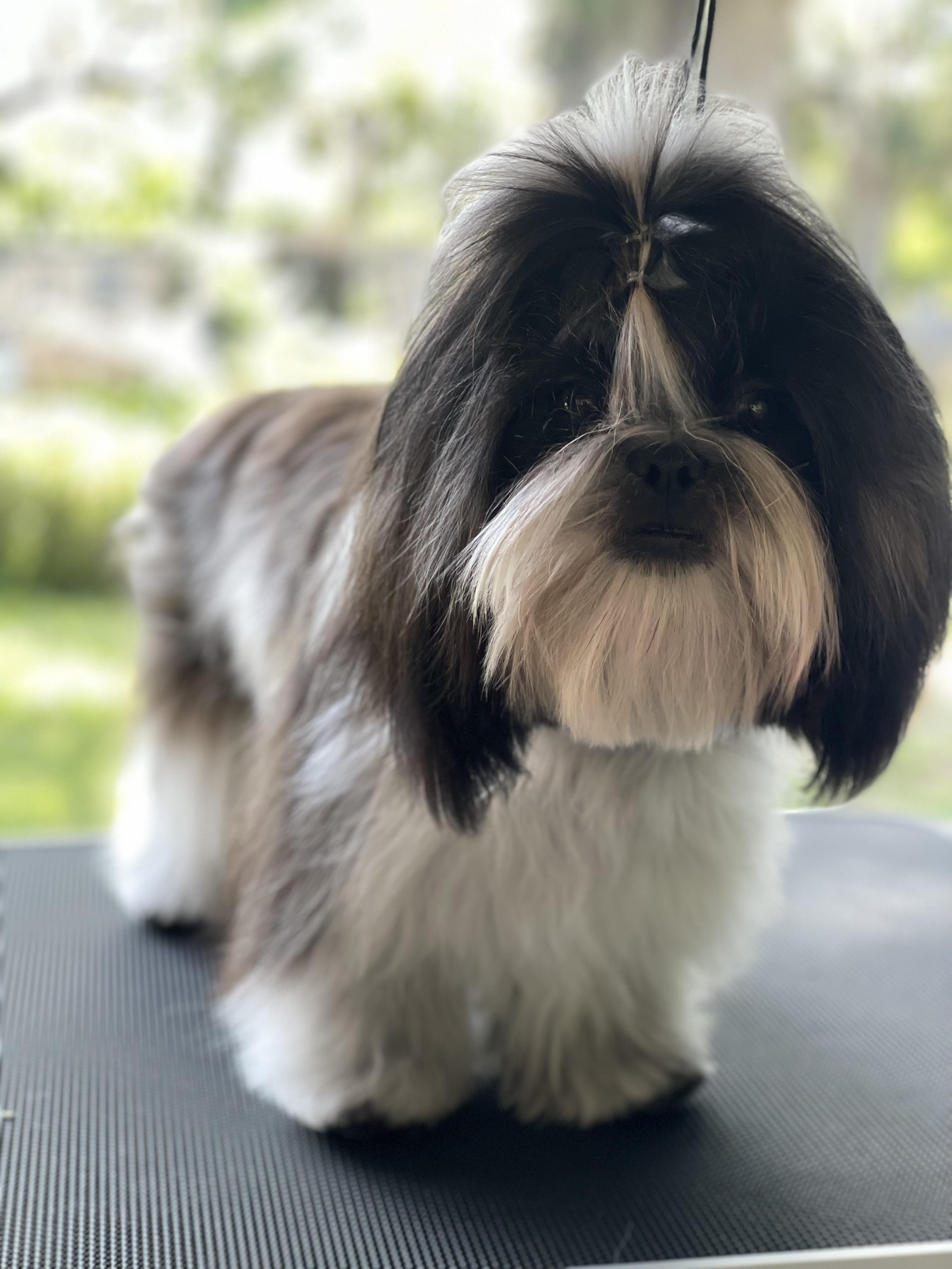 Adora