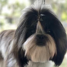 Adora - Shih Tzu