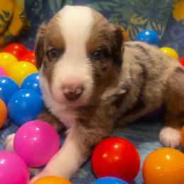 Hawthorn (Pita) - Red merle male Australian Shepherd puppy in Bennett, Colorado from Alolan Angel Aussies
