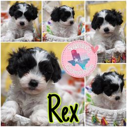 Cavapoo, Goldendoodle, Poodle, and Shihpoo Puppies from Sugarland's Texas Goldendoodles