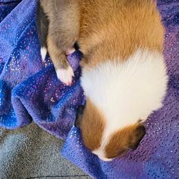 Scottish Collie Puppies from Sundance Scottish-Colleys