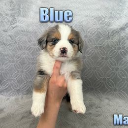 Miniature American Shepherd and Miniature Australian Shepherd Puppies from Regal Miniature American Shepherds | Regal Miniature Australian Shepherds
