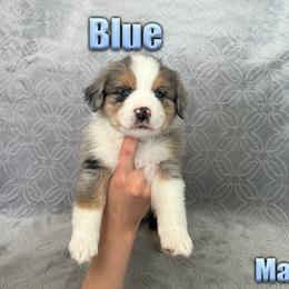 Miniature American Shepherd and Miniature Australian Shepherd Puppies from Regal Miniature American Shepherds | Regal Miniature Australian Shepherds