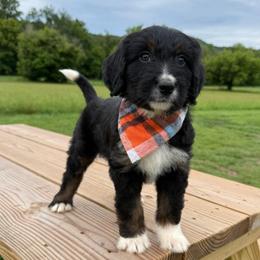 Lynx - Tri-color female Bernedoodle puppy in Ferguson, North Carolina from Elevated Standards NC