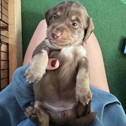 Dachshund Puppies from Spunky Sausage Pups