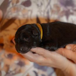 Onyx - Black male German Shepherd puppy in Windsor, South Carolina from Sinister Shepherds
