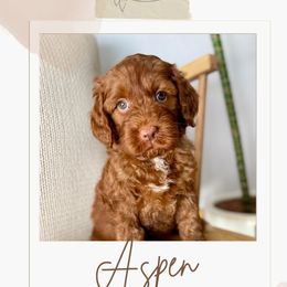 Australian Labradoodle and Labradoodle Puppies from Doodles_Ko