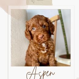 Australian Labradoodle and Labradoodle Puppies from Doodles_Ko