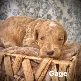 Gage - Apricot male Poodle puppy in Athens, Georgia from Alexander’s Standard Poodles