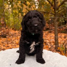 Fester - Black and white male Aussiedoodle puppy in Mulino, Oregon from Korbella Farm
