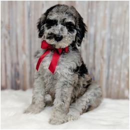 Duke - Available - OFA-Genetics-2 Yr Warranty. - Merle male Goldendoodle puppy in Jeddo, Michigan from Apple Creek Doodles