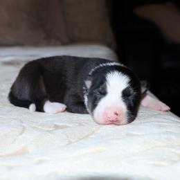 (ABCA) Fly - Black and white female Border Collie puppy in Bronson, Florida from Sandhill Ranch Border Collies