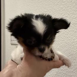 8000 XXsmall size,Baron - Black and white male Chihuahua puppy in Burleson, Texas from Tiny Diiamond Chihuahua