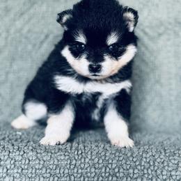 Snow White - Black and white female Pomsky puppy in Grass Valley, California from Karalot Pomskies