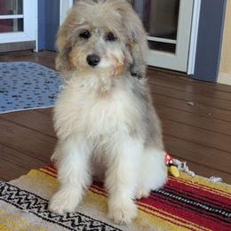 Sapphire - female Australian Mountain Doodle puppy in Placerville, California from Quartz Mountain Doodles