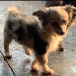 Blue Merle girl - Blue merle female Toy Australian Shepherd puppy in Madisonville, Tennessee from LaRose Farm & Kennels