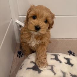 Honey - Red female Maltipoo puppy in Vancouver, Washington from Pnwfamilydoodles