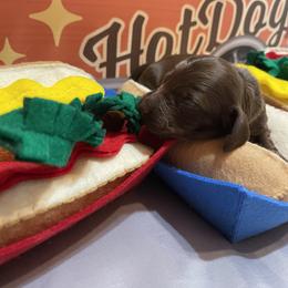 Emerald - Chocolate and tan female Dachshund puppy in Bremen, Georgia from Jones Royal Kennels