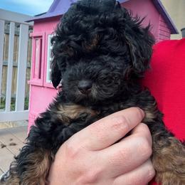 Dean (White collar boy) - Phantom male Poodle puppy in Eagle Mountain, Utah from Liberty Farms Puppies