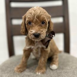Texas  Brown - Cream male Goldendoodle puppy in Shingle Springs, California from Creamy Retrievers