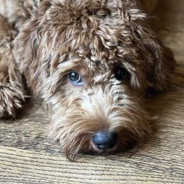 Toby - Goldendoodle