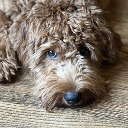 Toby - Goldendoodle