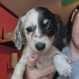 Pie girl - Black female Dachshund puppy in Rutherfordton, North Carolina from Knock Out Doxie’s