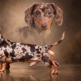 Drako - Dachshund