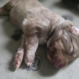 Male 1 - male Native American Indian Dog puppy in Green Creek, North Carolina from NAID Preservation Project: Corn Moon Medicine Dogs