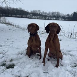Vizslas from Royal Vizslas