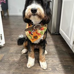 Dixie - Bernedoodle