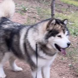 Sherlock - Alaskan Malamute