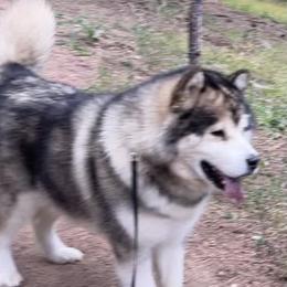 Sherlock - Alaskan Malamute