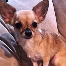 SadieMae - Chihuahua