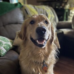 Lord - Golden Retriever