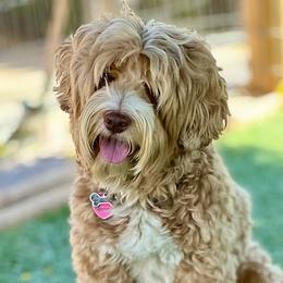 Simba - Australian Labradoodle