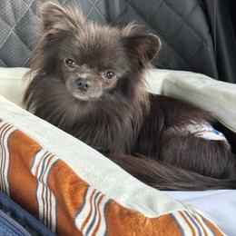 Flynn - Chihuahua