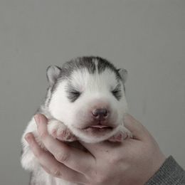 Siberian Husky Puppies from Shedenara Siberians