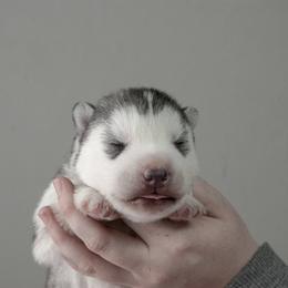 Siberian Husky Puppies from Shedenara Siberians