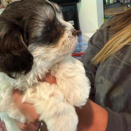 Girl 2 - Chocolate female Havanese puppy in Deer Island, Oregon from Andorra