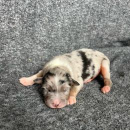 Avery - Blue merle male Australian Shepherd puppy in Kentland, Indiana from Pine Grove Aussies