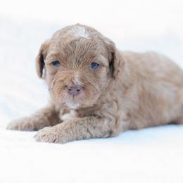Chai - Red female Cavapoo puppy in Perkasie, Pennsylvania from Little Paws by Harper