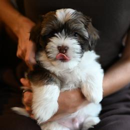 Murphy - Chocolate brindle male Havanese puppy in Ringgold, Georgia from Havana Suites Havanese