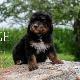 Sage - Adorable Phantom Abstract Female - Sweet, Curious Personality - Phantom female Bernedoodle puppy in Eureka, Illinois from Joley Aire Family Dogs
