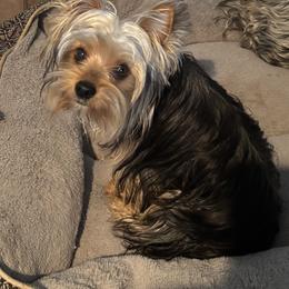 Honey - Black and tan female Yorkshire Terrier puppy in Wagoner, Oklahoma from Rosenthal Yorkies
