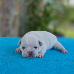 Red boy - Cream male French Bulldog puppy in Polk City, Florida from Best Friend Frenchies, LLC