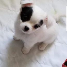 Chihuahua Puppies from Lucky Star Chihuahuas